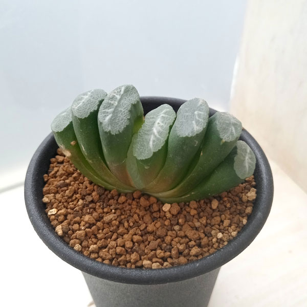 引き取り割引あり　ハオルチア 玉扇 楽天市場】☆特価☆多肉植物：ハオルチア 玉扇114 透明緑線*幅