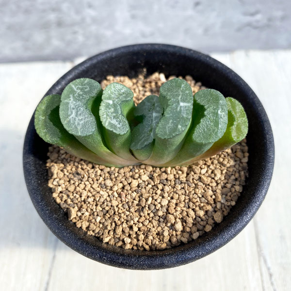 ハオルチア ：玉扇 2.5号 の通販 | 園芸ネット