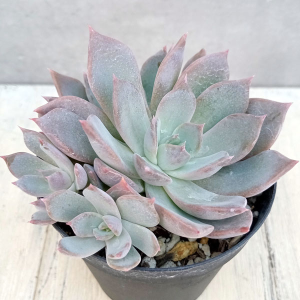 多肉植物 エケベリア ドロップセゴビア 極上苗 楽天市場】多肉植物 sk