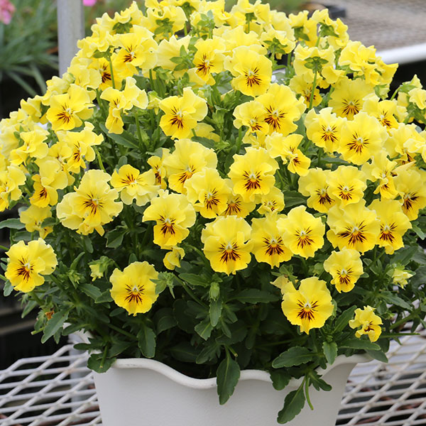 園芸ネット本店｜パンジー：夢見るパンジー さんしゃいんしぇーど3