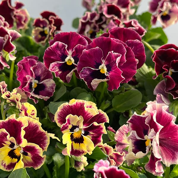 パンジー：夢見るパンジー　わんだーしぇーど3～3.5号ポット 3株セット