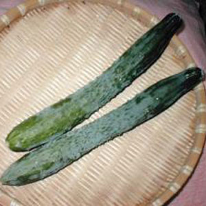 [26年4月下旬予約]京野菜：キュウリ：聖護院きゅうり自根苗3号ポット