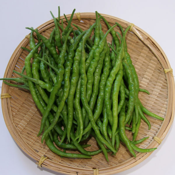 [26年4月下旬予約]大和野菜：トウガラシ：ひもとうがらし自根苗3号ポット