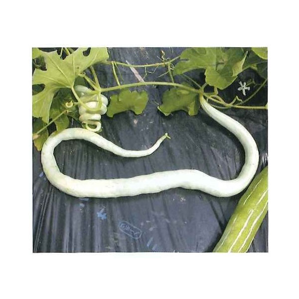 [26年5月中下旬予約]へびうり3号ポット