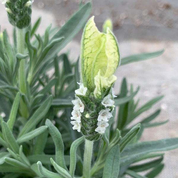 フレンチラベンダー(ストエカス系)：クリスタルホワイト3号ポット