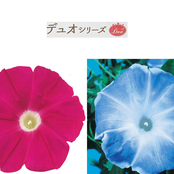 アサガオ：デュオ大輪朝顔（赤×青）3号ポット