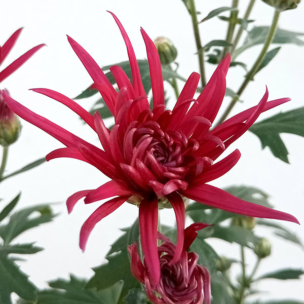 嵯峨菊（さがぎく）：赤花5号鉢植え