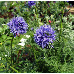 ギリア：カピタータ3-3.5号ポット