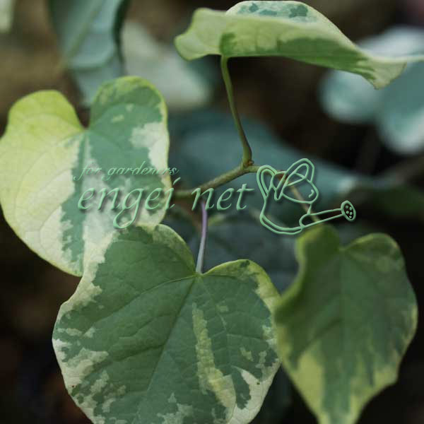 マルバノキ（丸葉の木）：恵那錦（エナニシキ）3号ポット*