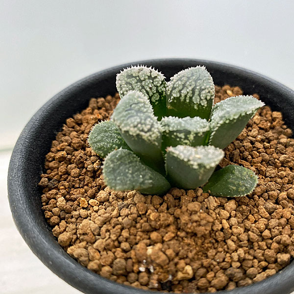 園芸ネット本店｜ハオルチア：指輪物語 2.5号 の通販【公式】