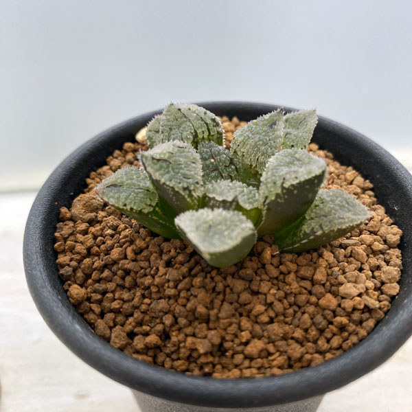 園芸ネット本店｜ハオルチア：具味城 2.5号 の通販【公式】