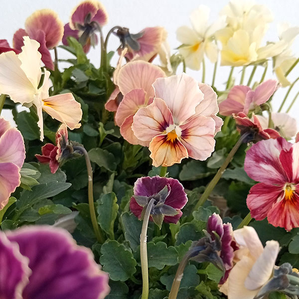 【お1人様1ポット】ビオラ：ときめきビオラ（花色いろいろ）3.5号ポット