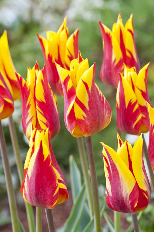 [送料無料]（わけあり特価）チューリップ：ファイヤーワークス　20球セット（バラ球・ラベル無し）