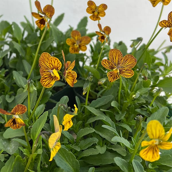 ビオラ：みつばちの羽音　イエロービー2.5-3号ポット 6株セット