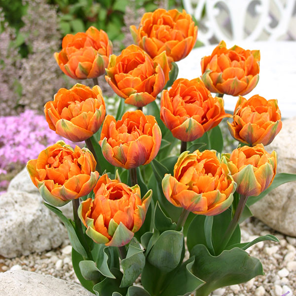 園芸ネット本店｜チューリップ：冬咲き・アイスチューリップ オレンジ