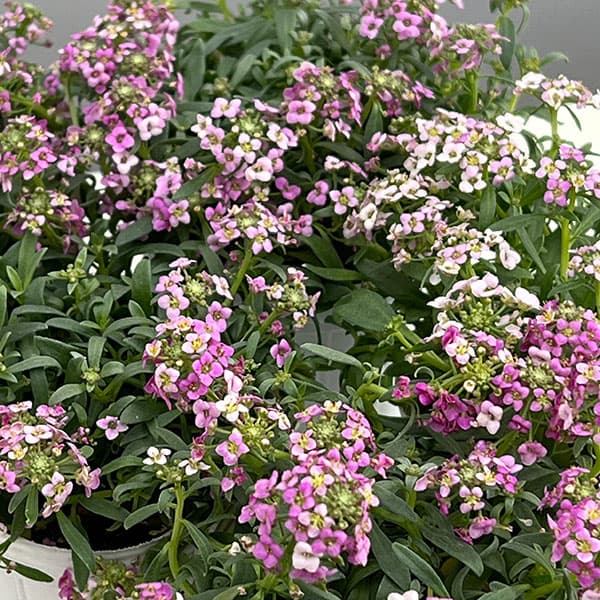 アリッサム：シェリピンク2.5号ロング-3.5号ポット 3株セット