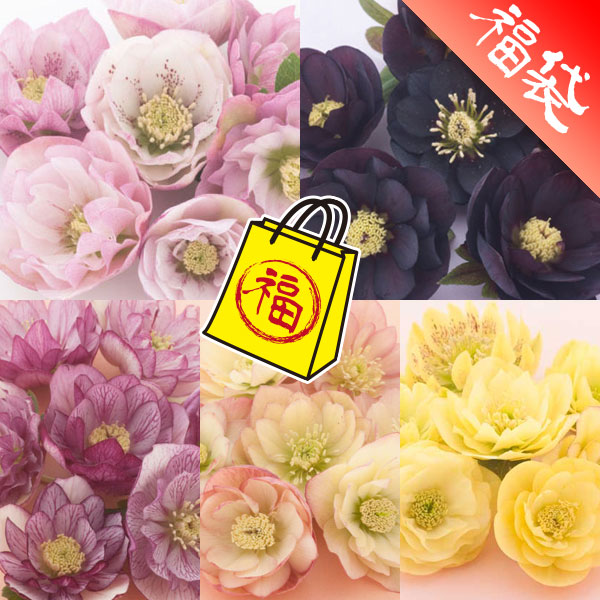 クリスマスローズ：松村ナーセリーさんのダブル5種セットB