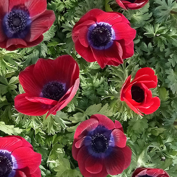 園芸ネット本店｜アネモネ【極-KIWAMI-】：ポルト チョコレート3.5号