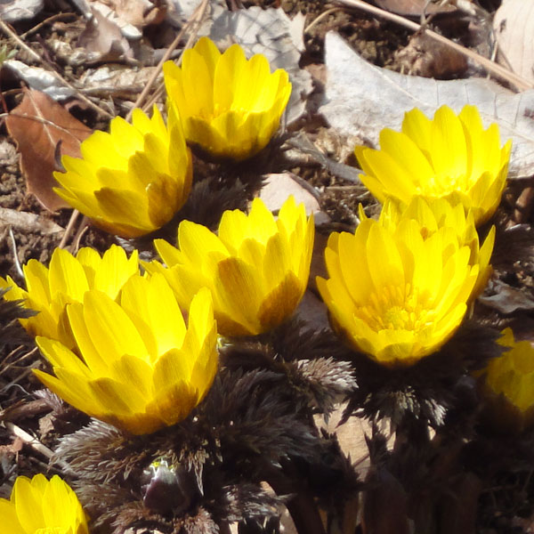 赤花クマガイソウ 青森下北産 葉芽1芽当たり芽1芽 【公式通販】