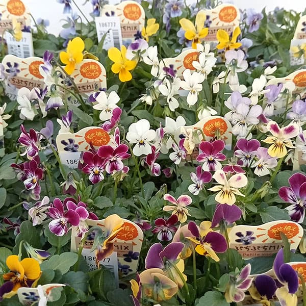 園芸ネット本店｜ビオラ：ぷちぷち3号ポット 3株セット の通販【公式】