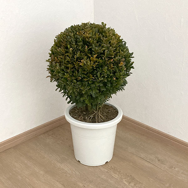 ツゲ：ウインタージェム玉仕立て8号鉢植え*