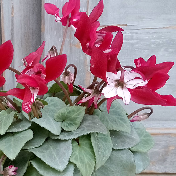 シクラメン（ミニ）：白銀の世界（ワーリーギグ系）3号ポット