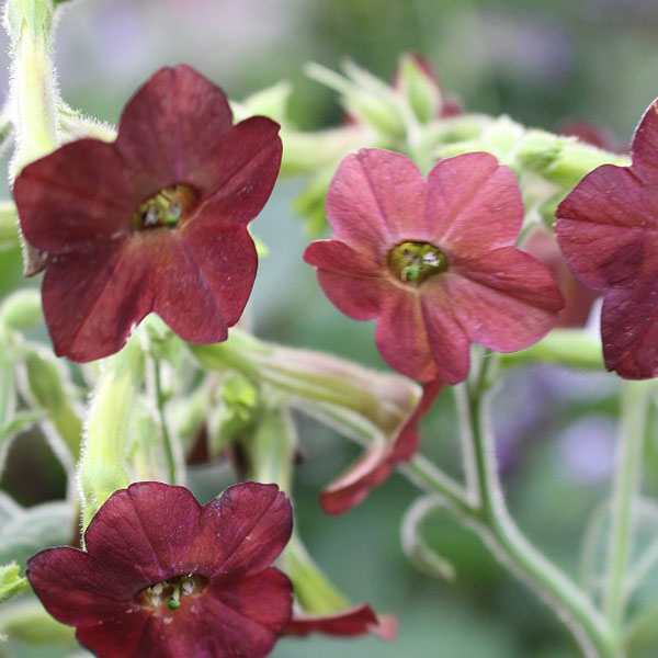 ×ニコチアナ：ホットチョコレート3～3.5号ポット