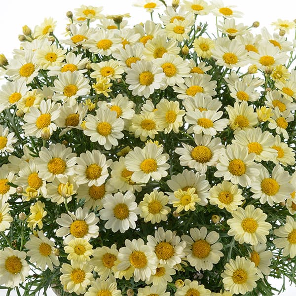 マーガレット:エンジェリックレモンパステル5号鉢植え