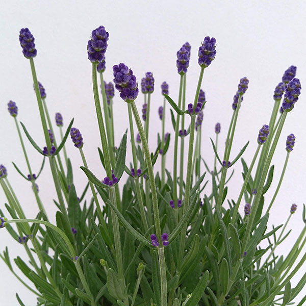 イングリッシュラベンダー：早咲き3号（早咲濃紫3号）3号ポット