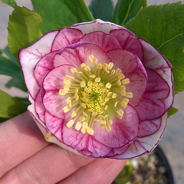 園芸ネット本店｜若泉ファームさんのクリスマスローズ：ダブル23-12