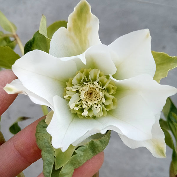 園芸ネット本店｜若泉ファームさんのクリスマスローズ：シャルウィ