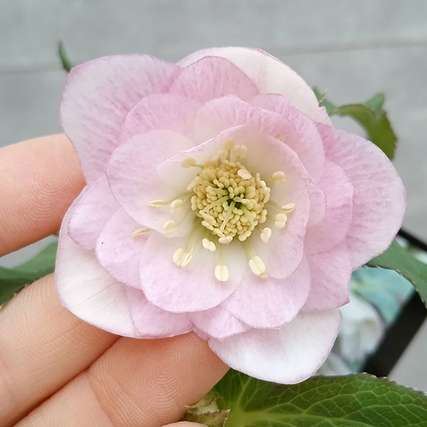 ウィンターシンフォニー スウィング クリスマスローズ ダブル 開花株