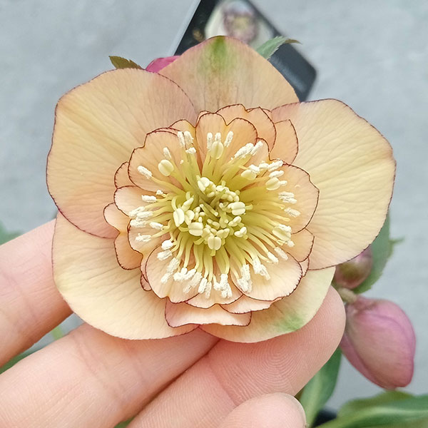 園芸ネット本店｜クリスマスローズ：セレクトセミダブル23-03／2L