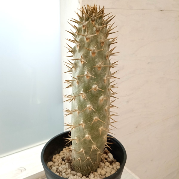 園芸ネット本店｜[ザ・ファームセレクト]パキポディウム：ラモサム 7号