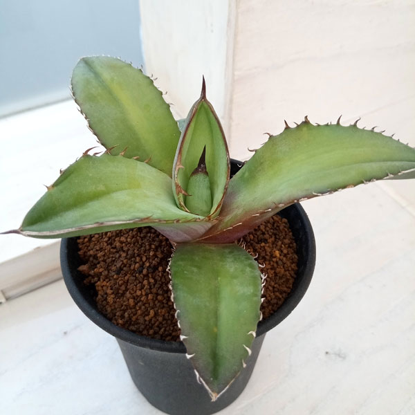 アガベ チタノタ 特大株 国内実生 き*4様 アガベ チタノタブルー 選抜