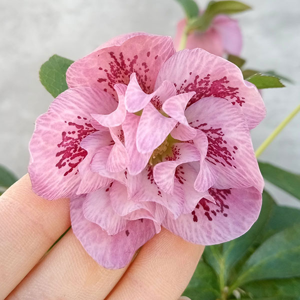 クリスマスローズ 八重咲き ダブル エレン 5号 3鉢セット A 【公式通販】