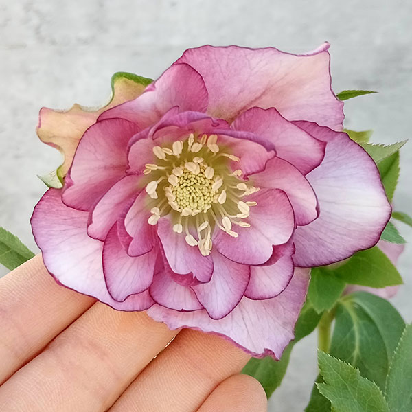 クリスマスローズ 八重咲き ダブル エレン 5号 3鉢セット A 【公式通販】