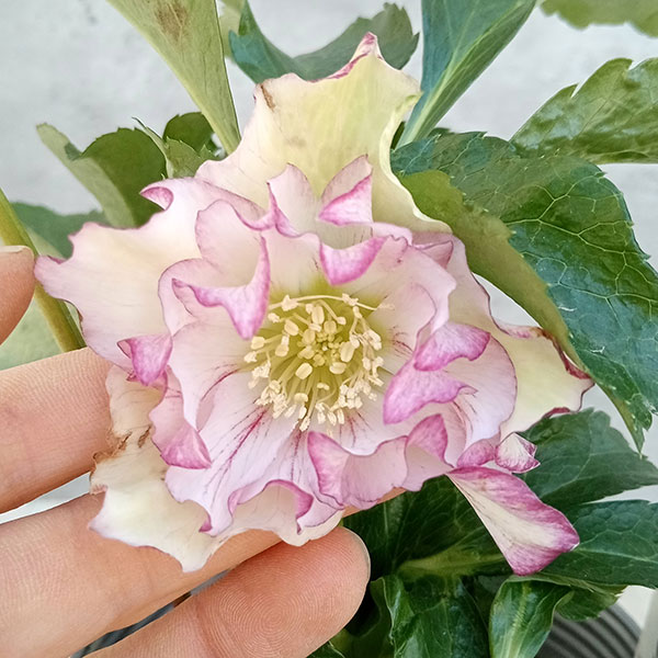 花苗】クリスマスローズ ダブル 八重咲き ポットごと ④ 俊峰園さんの