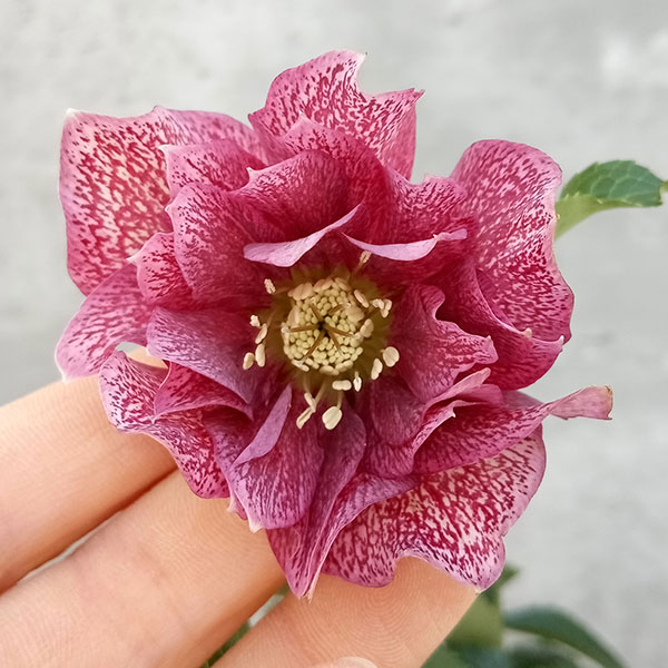 園芸ネット本店｜俊峰園さんのクリスマスローズ：ダブル23-12／4号