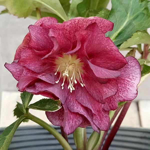 特価！クリスマスローズ大株、苗、開花株 俊峰園さんの