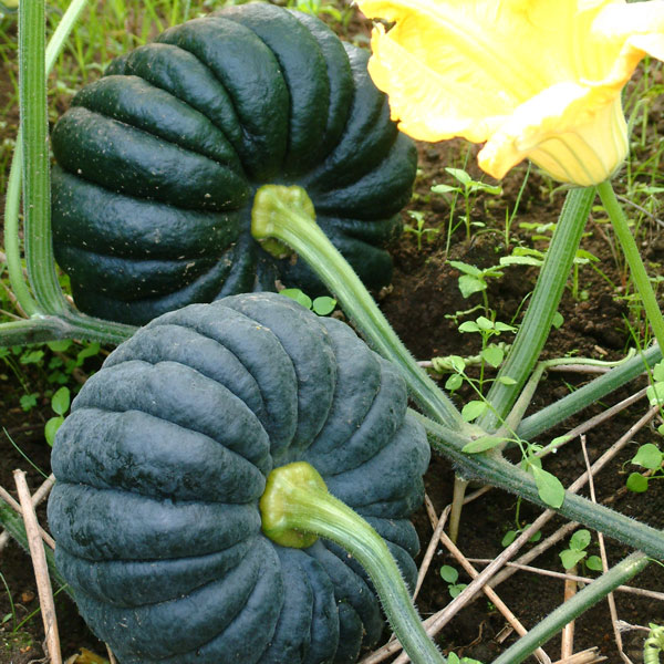 [26年4月下旬予約]なにわ野菜：かぼちゃ：勝間かぼちゃ自根苗3号ポット 6株セット