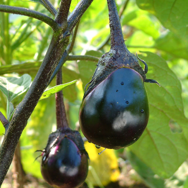 [送料無料][26年4月下旬予約]なにわ野菜：ナス：泉州水なす自根苗3号ポット 24株セット