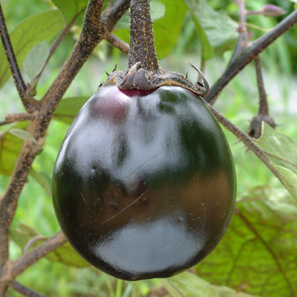 [26年4月下旬予約]会津野菜：ナス：会津丸なす3号ポット 6株セット