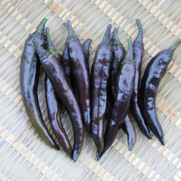 大和野菜：トウガラシ（唐辛子）：紫とうがらし自根苗3号ポット 12株セット