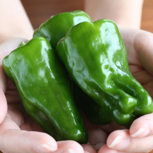 [送料無料]●[26年4月下旬予約]土佐野菜：ピーマン：土佐ピーマン自根苗3号ポット 24株セット