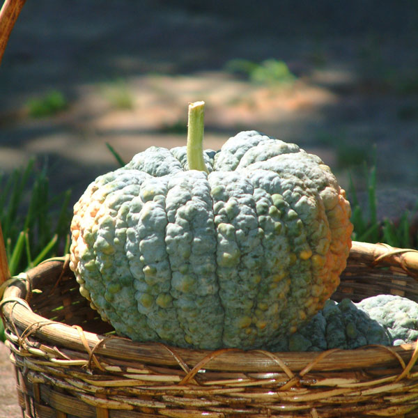 九州野菜：カボチャ：日向かぼちゃ自根苗3号ポット 2株セット