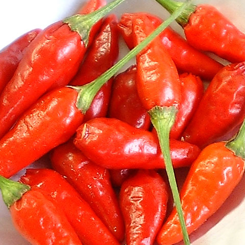 琉球野菜：島とうがらし自根苗3号ポット 2株セット