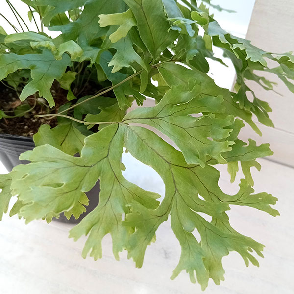 フレポディウム　ファラックス　3号