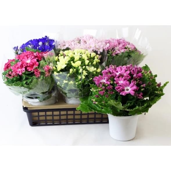 サイネリア：花色ミックス5号鉢植え 3鉢セット の通販 | 園芸ネット