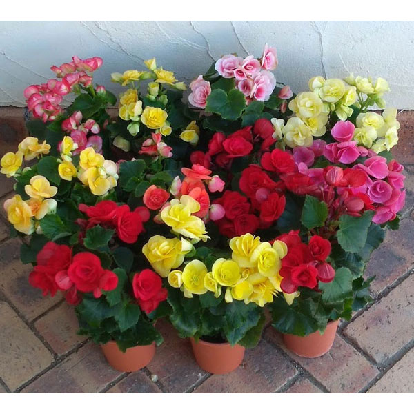 園芸ネット本店｜リーガースベゴニア八重咲き：花色ミックス4.5号